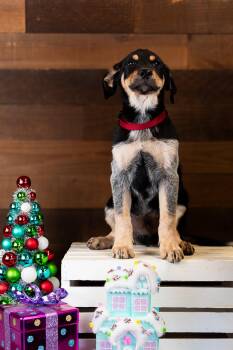 Rescue Great Pyrenees Dogs for Adoption in Brighton, Colorado - #1002-25 (Walter) | PetCurious