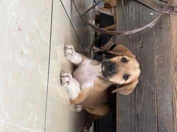 Rescue Boxer Dogs for Adoption in Herald, California - Pebbles | PetCurious