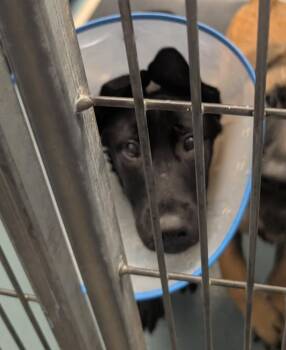 German Shepherd Dog Dogs Available for Adoption in Sedalia, Colorado - Merlin | PetCurious