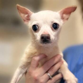 August -  Chihuahua Dog for Adoption in Hudson, Illinois - August | PetCurious