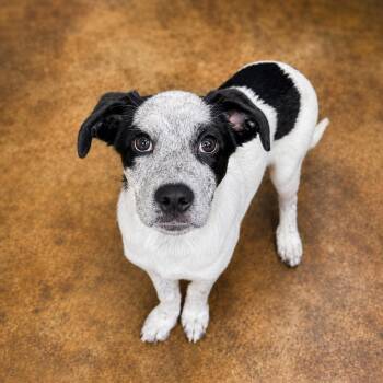 Croissant -  Mixed Breed Dog for Adoption - Croissant | PetCurious