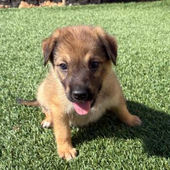 Rumi -  Australian Shepherd and Golden Retriever Dog for Adoption - Rumi | PetCurious
