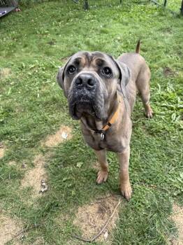 Pickles -  Cane Corso Dog for Adoption in Hilton, New York - Pickles | PetCurious