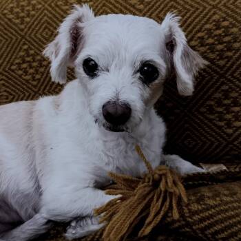 Miniature Poodle Dogs Available for Adoption in Marana, Arizona - MISSY | PetCurious
