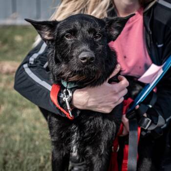 Standard Schnauzer and Mixed Breed Dogs Available for Adoption in Tomah, Wisconsin - Eddie | PetCurious