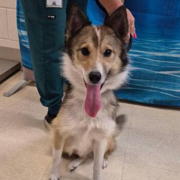 Chevy -  Mixed Breed Dog for Adoption in Lake Panasoffkee, Florida - Chevy | PetCurious