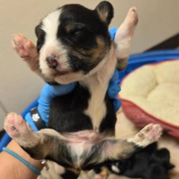 Briar -  Mixed Breed Dog for Adoption in Fulton, Texas - Briar | PetCurious