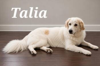 Talia -  Great Pyrenees Dog for Adoption in Monroeville, Pennsylvania - Talia | PetCurious