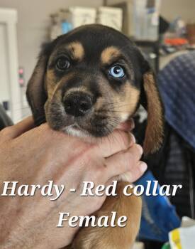 Hardy -  Hound Dog for Adoption in Cushing, Oklahoma - Hardy | PetCurious