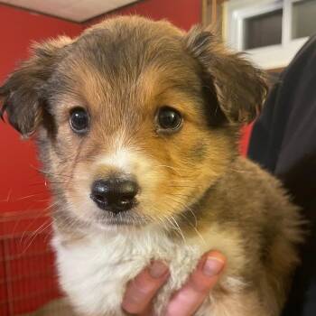 Australian Shepherd Dogs Available for Adoption - Drew | PetCurious