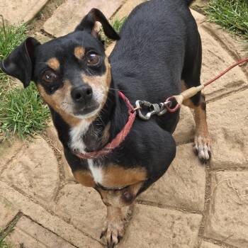 Mixed Breed Dogs Available for Adoption in Winston-salem, North Carolina - Ruby | PetCurious