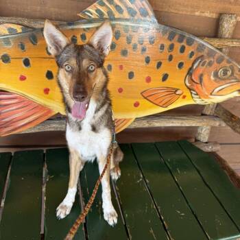 Honey -  Cattle Dog Dog for Adoption in Las Vegas, Nevada - Honey | PetCurious