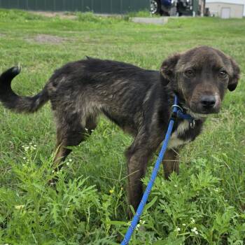 Terrier Dogs Available for Adoption in West Islip, New York - Apollo | PetCurious