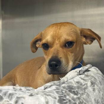 Jabarkis -  Terrier and Mixed Breed Dog for Adoption in Tampa, Florida - Jabarkis | PetCurious