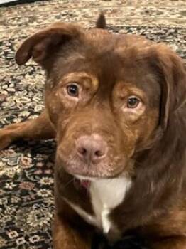 Rescue Mixed Breed and Labrador Retriever Dogs for Adoption in Fishers, Indiana - Teddy G. | PetCurious