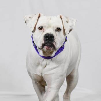 Rebel -  American Bulldog Dog for Adoption in Defuniak Springs, Florida - Rebel | PetCurious