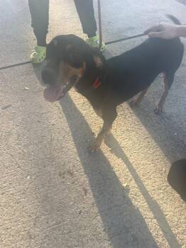 A139315 -  Mixed Breed Dog for Adoption in Palmetto, Florida - A139315 | PetCurious