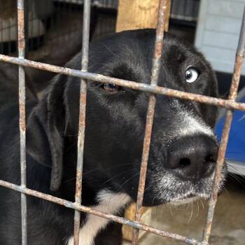 Black Labrador Retriever Dogs Available for Adoption in Parrish, Alabama - Lyra | PetCurious