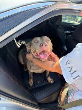American Bulldog Dogs Available for Adoption in Stockton, California - CHICHA | PetCurious