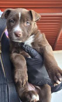 Pit Bull Terrier and Mixed Breed Dogs Available for Adoption - 60110199 | PetCurious