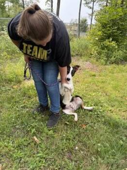 Bam-Bam -  Mixed Breed Dog for Adoption in Harbor Springs, Michigan - Bam-Bam | PetCurious