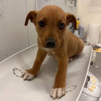 Mixed Breed Dogs Available for Adoption in Park City, Utah - Emma | PetCurious