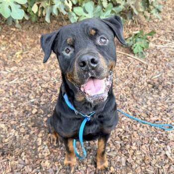 Rescue Rottweiler Dogs for Adoption in San Francisco, California - Jonesy | PetCurious