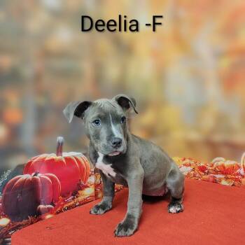 Deelia -  Pit Bull Terrier and Mixed Breed Dog for Adoption in Griswold, Connecticut - Deelia | PetCurious