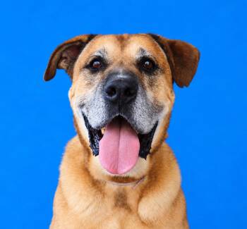 BULLWINKLE -  Mastiff Dog for Adoption in Pasadena, California - BULLWINKLE | PetCurious