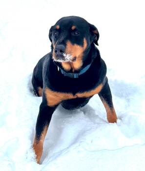 Rescue Rottweiler Dogs for Adoption in Cary, North Carolina - Bear | PetCurious