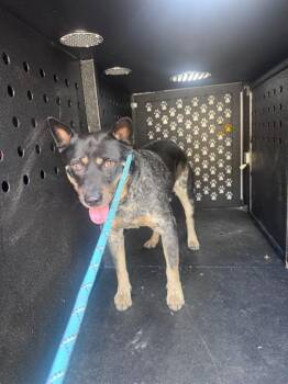 A884876 -  Australian Cattle Dog Blue Heeler Dog for Adoption in Camarillo, California - A884876 | PetCurious