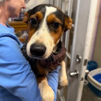 Bella Rue -  Mixed Breed Dog for Adoption in Lansing, Michigan - Bella Rue | PetCurious