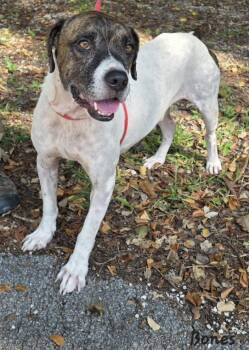 Bones -  Boxer and Pointer Dog for Adoption in Key Largo, Florida - Bones | PetCurious