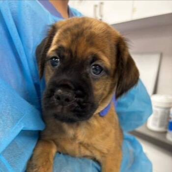Ravi -  Mixed Breed Dog for Adoption in Westhampton, New York - Ravi | PetCurious