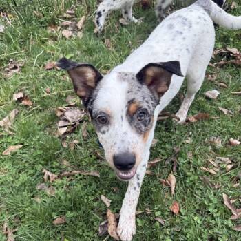 Australian Shepherd and Australian Cattle Dog Blue Heeler Dogs Available for Adoption in Festus, Missouri - Daisy - Dukes Of Hazzard Litter | PetCurious