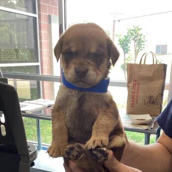 Terrier and Mixed Breed Dogs Available for Adoption in Montgomery, Alabama - Mack | PetCurious