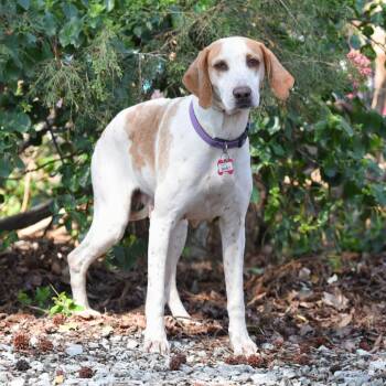 Hound Dogs Available for Adoption - Gidget | PetCurious