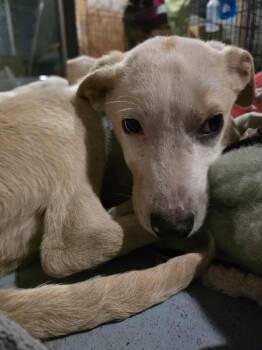Rescue Labrador Retriever Dogs for Adoption in Grand Rapids, Michigan - Marshmallow | PetCurious