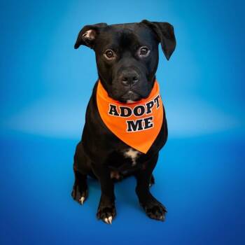 Pit Bull Terrier and Boxer Dogs Available for Adoption in Redondo Beach, California - Jett- ADOPT Me | PetCurious