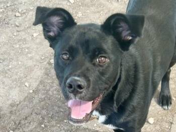 Bram -  Mixed Breed Dog for Adoption in Georgetown, Texas - Bram | PetCurious