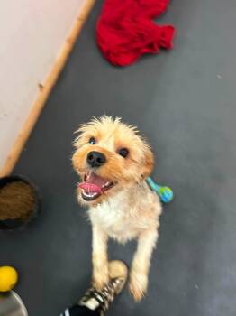 Maddy -  Yorkshire Terrier Dog for Adoption in Tacoma, Washington - Maddy | PetCurious