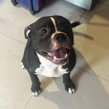 Kenai -  Mixed Breed Dog for Adoption in West Palm Beach, Florida - Kenai | PetCurious
