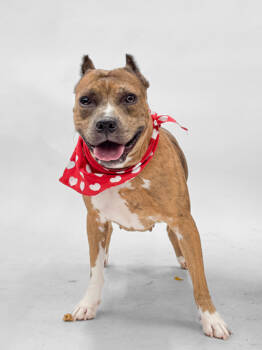 Rescue Mixed Breed Dogs for Adoption in Atlanta, Georgia - Daybreak | PetCurious