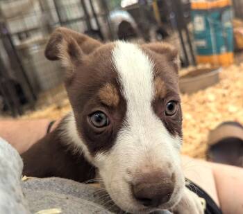 MOLLY -  Pit Bull Terrier and Labrador Retriever Dog for Adoption in Fosters, Alabama - MOLLY | PetCurious