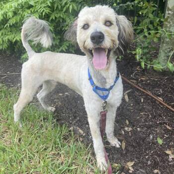 Rescue Australian Shepherd and Standard Poodle Dogs for Adoption in Sarasota, Florida - Hero | PetCurious
