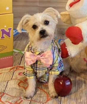 Pico (Piqueno) -  Shih Tzu and Terrier Dog for Adoption in Lee