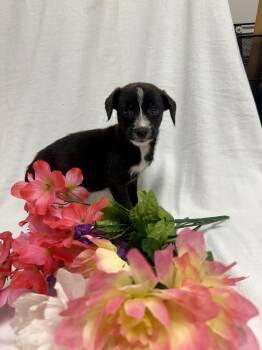 Cheddar the tiny min pin mix puppy -  Miniature Pinscher and Schnauzer Dog for Adoption in Muskego, Wisconsin - Cheddar The Tiny Min Pin Mix Puppy | PetCurious
