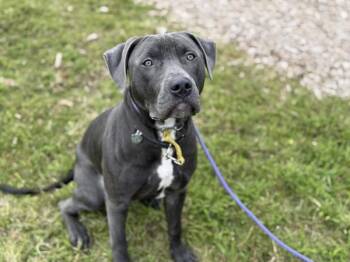 Pit Bull Terrier Dogs Available for Adoption - Dash | PetCurious