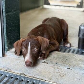 Timbuktu -  Labrador Retriever and Terrier Dog for Adoption in Carencro, Louisiana - Timbuktu | PetCurious
