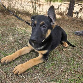 German Shepherd Dog Dogs Available for Adoption - Cobain | PetCurious